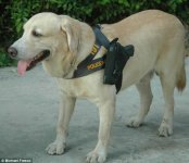 dog holster.jpg