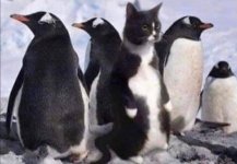 catpenguins.jpg