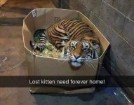 kitten.jpg