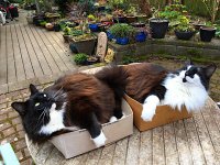 Boxed magnificats.jpeg