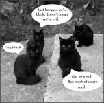 Evil black kitties.jpg