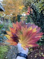 Rising Sun maple leaves.jpg