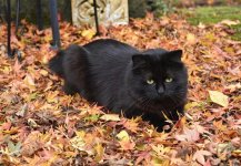 Milo in leaves.jpg