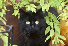 Milo in foliage.jpg