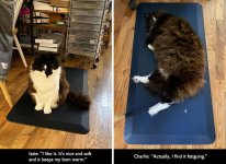 Cat reviews sm.jpg