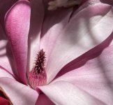 Sandra's magnolia closeup.jpg