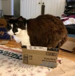 Izzie in Amazon box.jpg