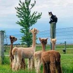 Cat worship .jpg