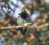 Rufous puffed up Dec.26.jpg