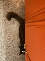 Rad cat.jpg