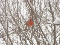 IMG_0287.jpg
