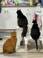 cats.jpg