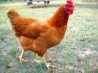 Four legged chicken.jpg
