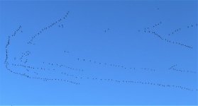 IMG_0908 (2).jpg