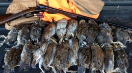 Quail20.jpg