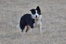2022-02-10 Dixie 06.jpg