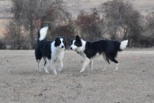 2022-02-10 Daisy and Dixie 09.jpg