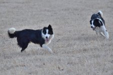 2022-02-10 Daisy and Dixie 19.jpg