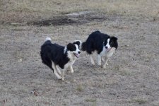 2022-02-10 Daisy and Dixie 17.jpg