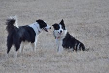 2022-02-10 Daisy and Dixie 21.jpg