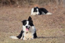 2022-02-11 Daisy and Dixie 01.jpg