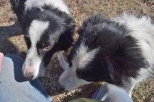 2022-02-14 Daisy and Dixie 08.jpg