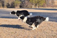 2022-02-14 Daisy and Dixie 01.jpg