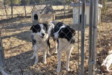 2022-02-14 Daisy and Dixie 30.jpg