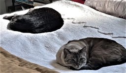 Blackie & Cleo.jpg