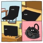Black cats everywhere.jpeg