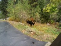 Moose.jpg
