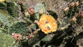 IMG_20170506_143623914.jpg