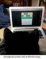 Smudge doing Wordle copy.jpg