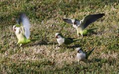 MonkParakeets1.jpg