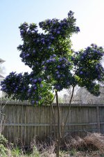TexasMountainLaurel1.jpg