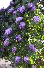TexasMountainLaurel2.jpg