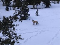 fox.jpg