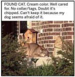 cat-found.jpg
