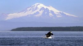 Orca in Bellingham Bay.jpg