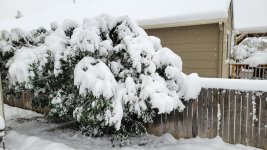 Snow_three.jpg