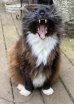 Charlie massive canines.jpg