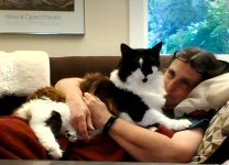 Lotta cat in those kittens.jpg