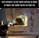 CATSEW.jpeg