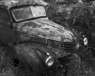 car in weeds 2.jpg