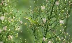 Anole.jpg