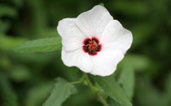MiniHibiscus1.jpg