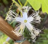 Chinese Python Snake Bean flower.jpg