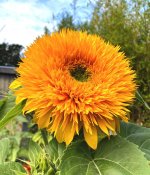Teddy bear sunflower.jpg