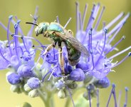 Sweat bee.jpg