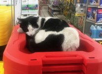 Lucy, srore cat at RONA Abbotsford copy.JPG